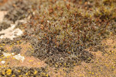 Grimmia pulvinata, photographed by Stephen James McWilliam
