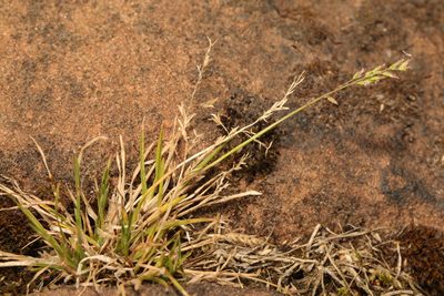 Poa annua, photographed by Stephen James McWilliam