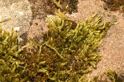 Hypnum cupressiforme, photographed by Stephen James McWilliam