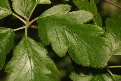 Scandosorbus intermedia, photographed by Stephen James McWilliam