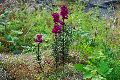 Antirrhinum majus, photographed by Andrew Skotnicki