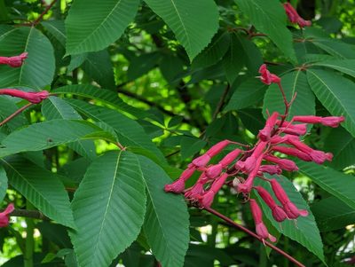 Aesculus pavia, photographed by Connor Sites-Bowen