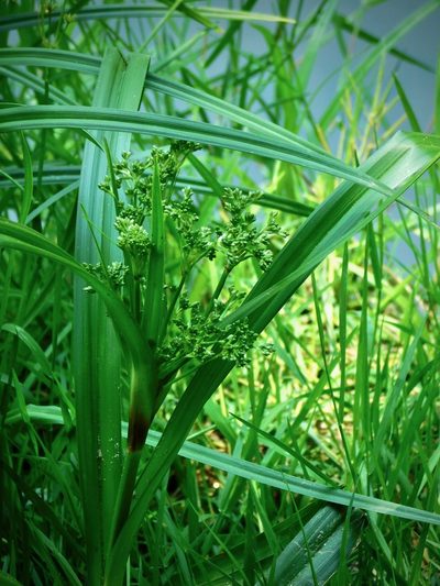 Scirpus expansus, photographed by Michael J. Papay