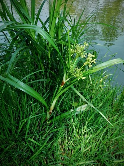 Scirpus expansus, photographed by Michael J. Papay