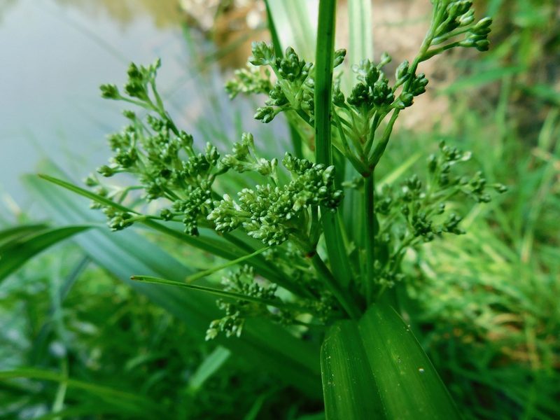 Scirpus expansus, photographed by Michael J. Papay