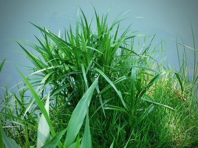 Scirpus expansus, photographed by Michael J. Papay