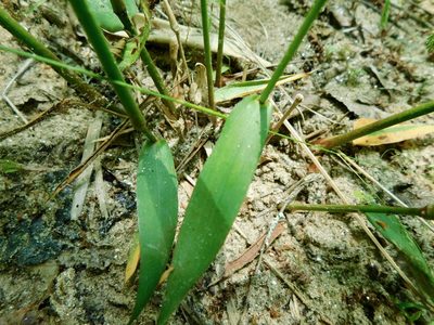 Dichanthelium yadkinense, photographed by Michael J. Papay