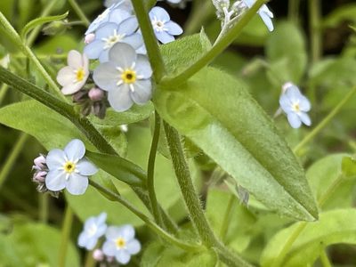 Myosotis latifolia, photographed by Irene