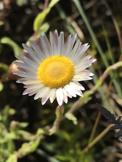 Helichrysum wilmsii, photographed by Ryan Donnelly