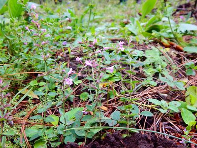 Hedeoma jucunda, photographed by Norma Piedra