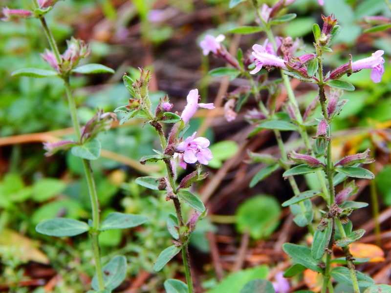 Hedeoma jucunda, photographed by Norma Piedra
