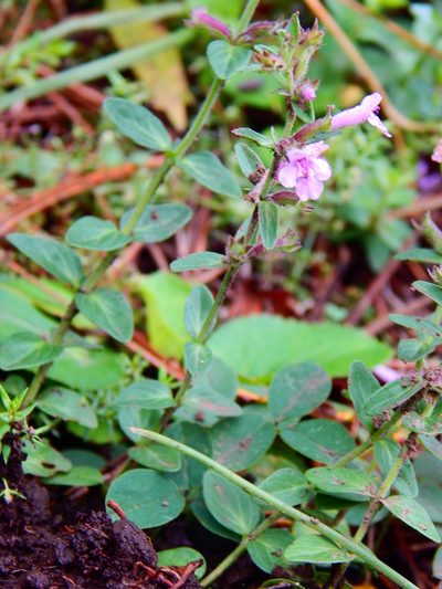 Hedeoma jucunda, photographed by Norma Piedra