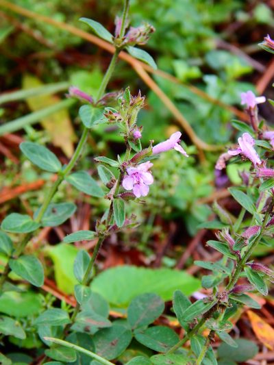 Hedeoma jucunda, photographed by Norma Piedra