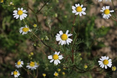 Matricaria chamomilla, photographed by Giuliana Pirotta