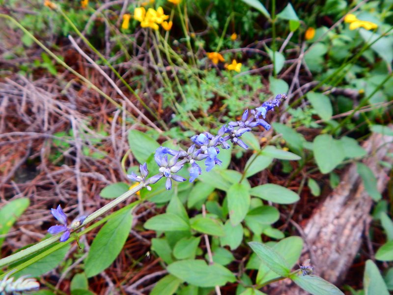 Salvia lavanduloides, photographed by Norma Piedra
