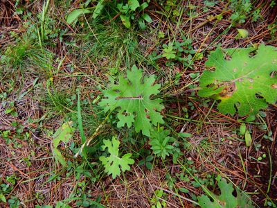 Psacalium radulifolium, photographed by Norma Piedra
