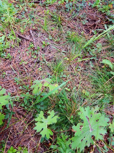 Psacalium radulifolium, photographed by Norma Piedra