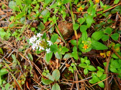 Crusea longiflora, photographed by Norma Piedra