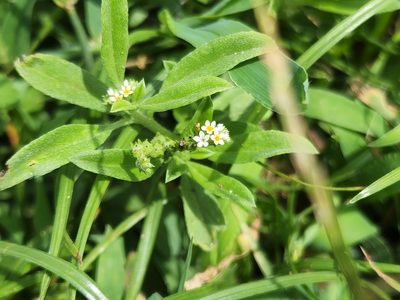 Euploca procumbens, photographed by Tyler Bishop