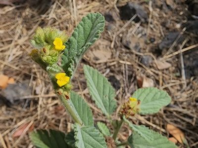 Waltheria indica, photographed by Tyler Bishop