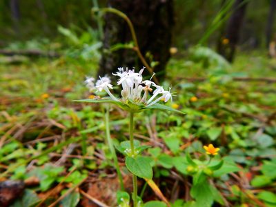 Crusea longiflora, photographed by Norma Piedra