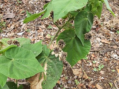 Abutilon grandifolium, photographed by Tyler Bishop