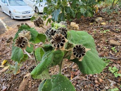 Abutilon grandifolium, photographed by Tyler Bishop