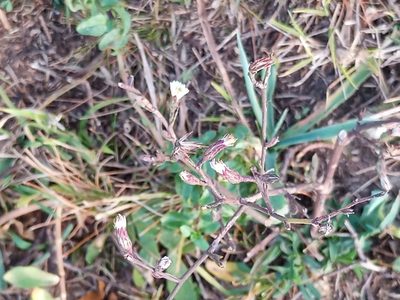 Aster squamatus