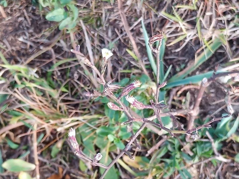Aster squamatus, photographed by Bahiano Ayala