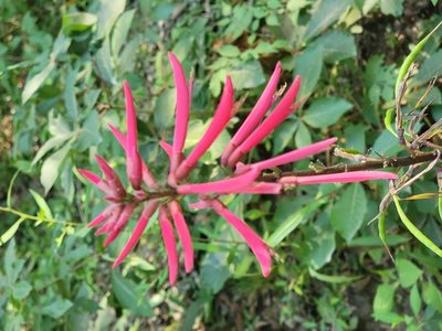 Erythrina herbacea, photographed by Rebecca Gimenez Husted
