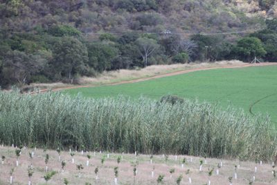 Arundo donax, photographed by Ryan Donnelly