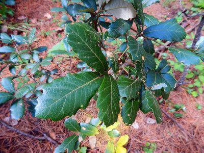 Quercus sideroxyla, photographed by Norma Piedra
