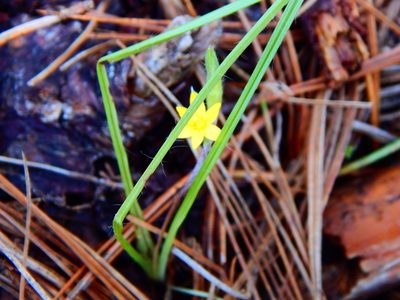Hypoxis mexicana, photographed by Norma Piedra