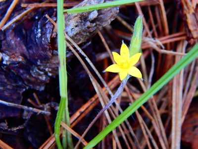 Hypoxis mexicana, photographed by Norma Piedra