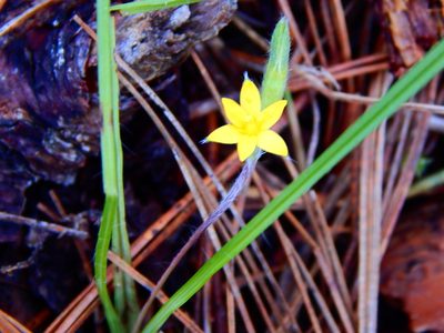 Hypoxis mexicana, photographed by Norma Piedra