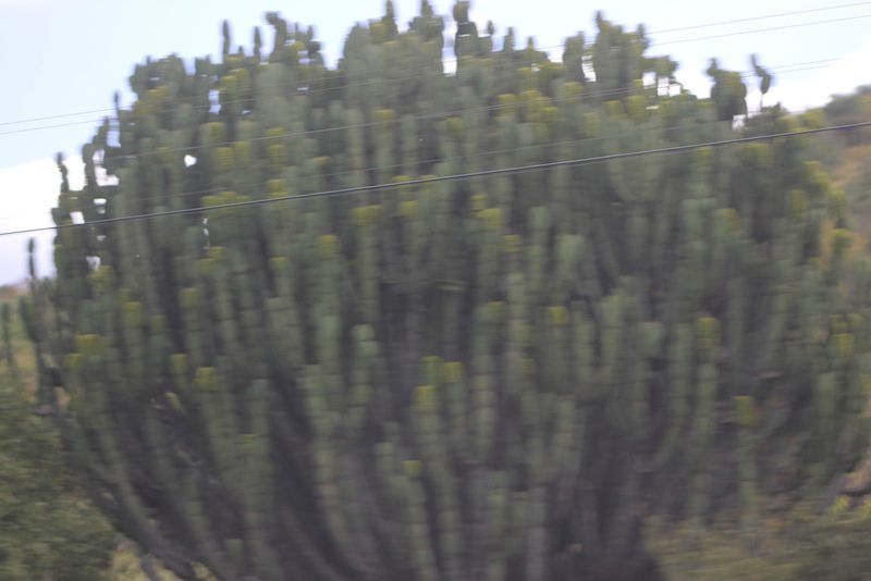 Euphorbia ingens, photographed by Ryan Donnelly