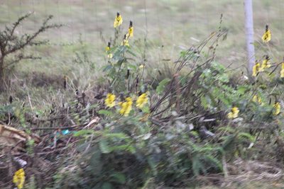 Senna didymobotrya, photographed by Ryan Donnelly