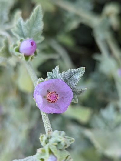 Malacothamnus aboriginum, photographed by My-Lan Le