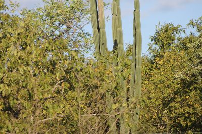Cereus jamacaru, photographed by Ryan Donnelly