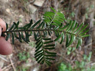 Prumnopitys taxifolia, photographed by Duncan Cunningham