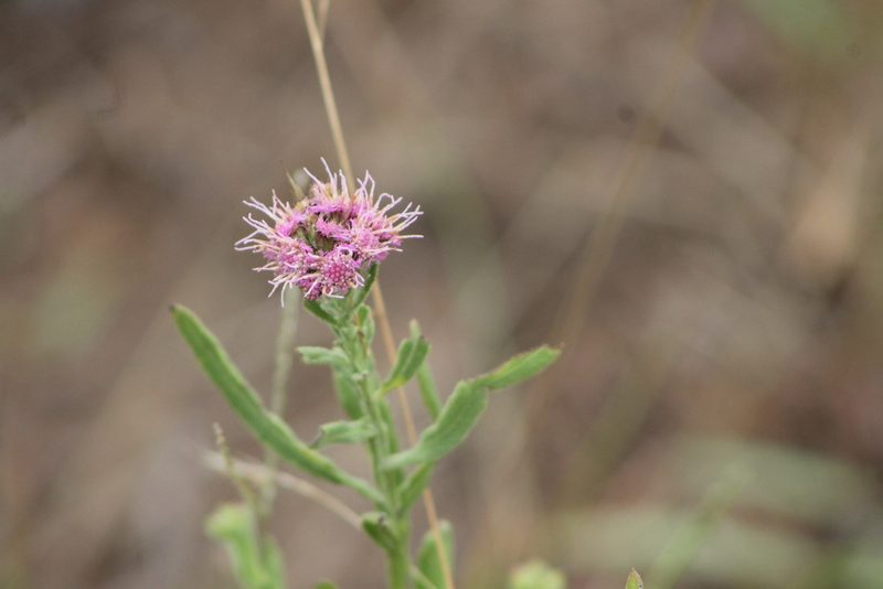 Litogyne gariepina, photographed by Ryan Donnelly