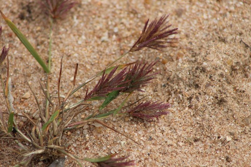 Eragrostis patens, photographed by Ryan Donnelly