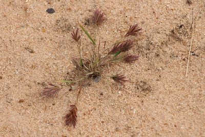 Eragrostis patens, photographed by Ryan Donnelly
