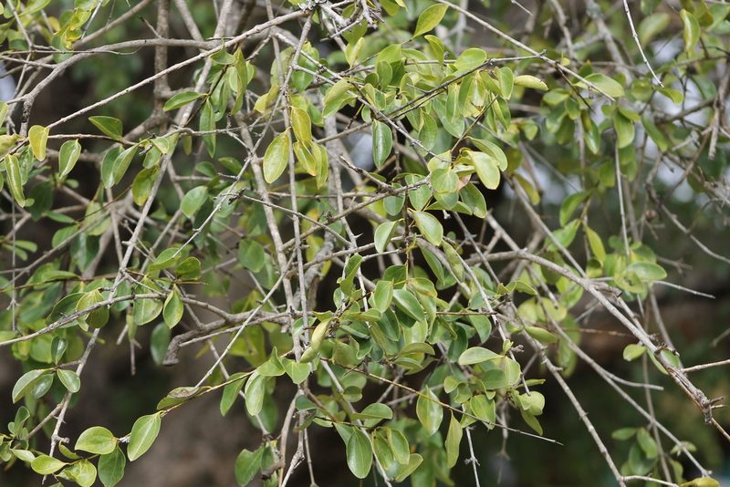 Strychnos spinosa, photographed by Ryan Donnelly