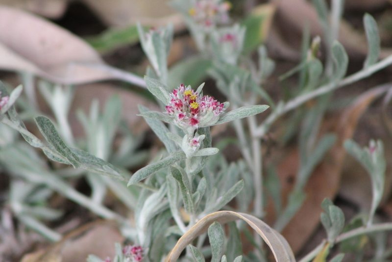 Helichrysum candolleanum, photographed by Ryan Donnelly