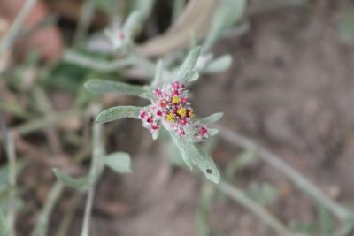 Helichrysum candolleanum, photographed by Ryan Donnelly