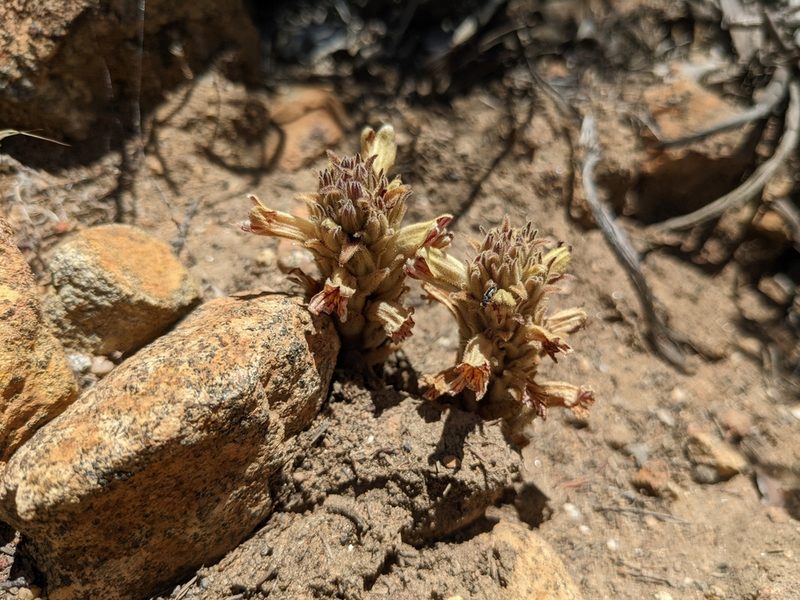 Orobanche parishii, photographed by sdash