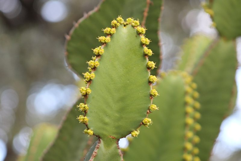 Euphorbia cooperi, photographed by Ryan Donnelly
