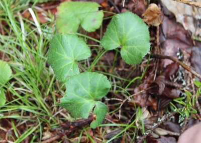 Rubus repens, photographed by Steven Lamonde