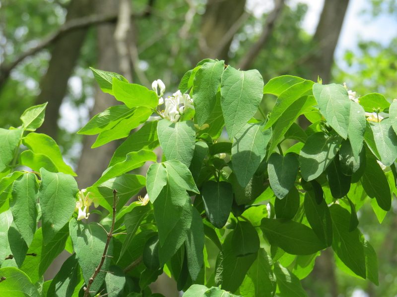 Lonicera morrowii, photographed by Howard Williams